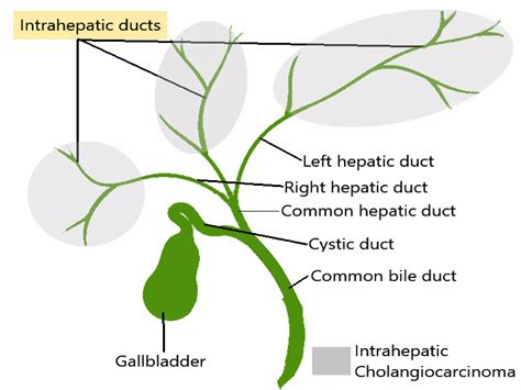Hepatobiliary anatomy | PPTX