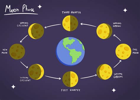 Illustrated diagram of the moon phases around Earth, showing each stage ...