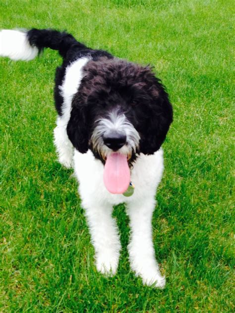 Black And White Goldendoodle