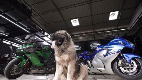 Bengaluru: Man buys Caucasian Shepherd dog for whopping ₹ 20 crore