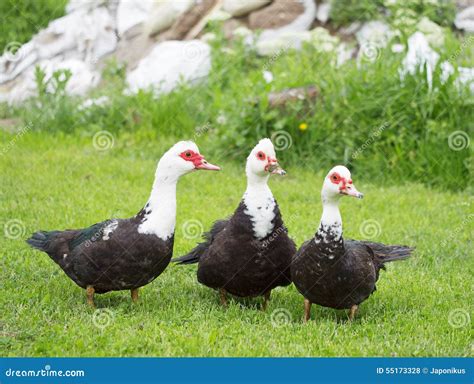 Group of ducks stock photo. Image of group, ducks, fowl - 55173328