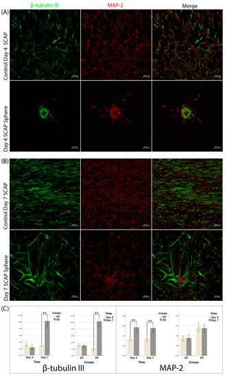 Formation of Three-Dimensional Spheres Enhances the Neurogenic ...