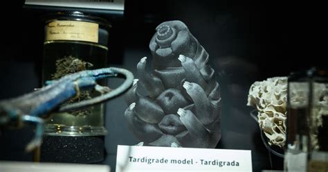 Tardigrades may hold clues to cancer care, study finds | FOX 11 Los Angeles