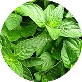 Tulsi Tablets | Improves respiration and boosts immunity | 60 Count