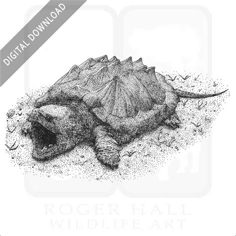 Image result for Snapping Turtle Drawing Easy