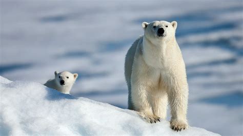 animals, snow, winter, polar bears, Arctic, cubs, bear, fauna, mammal ...