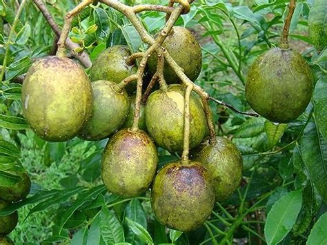 Manju Garden All Time Hog Plum Amra Plant Thai variety Spondias Pinnata ...
