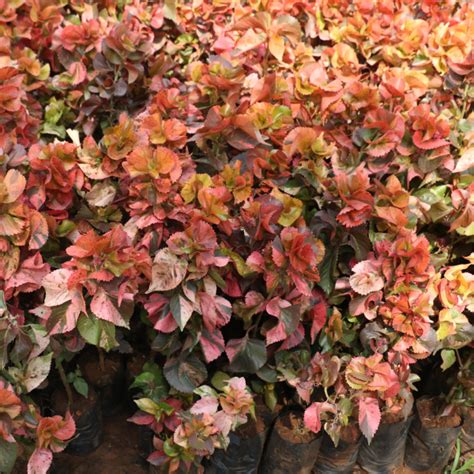 Acalypha Red | Foliage Plants | Della Nursery | Della Luxury Projects ...