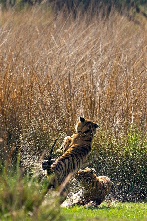 Ranthambore National Park: A safari guide's tips on the best time to ...