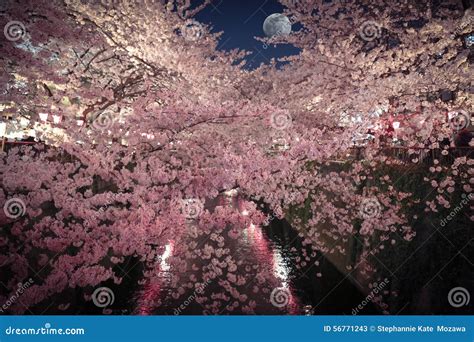 Romantic View of Cherry Blossoms and the Moonlight Stock Image - Image of festival, flower: 56771243