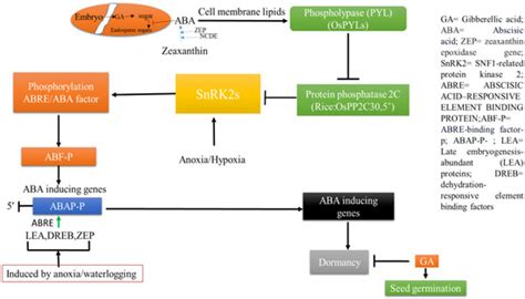 Molecular Mechanisms in Understanding Anoxia Tolerance in Rice Seeds ...