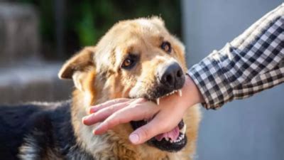 Dog bites down 30% in Mumbai, but threat of rabies remains | Mumbai ...