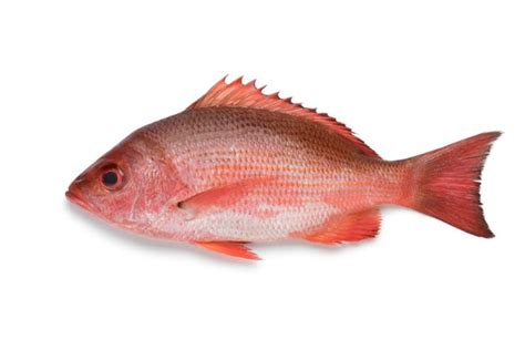 Image result for Red Nose Snapper