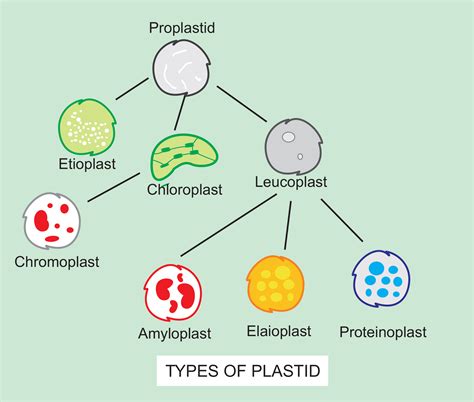 The colourless plastids are called as……………….and their main function is …………….(a) Chloroplasts ...