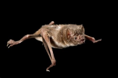 Vampire Bat Flying