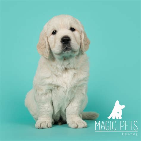 Golden Retriever precio bebe cachorro Medellin Cali Bogota