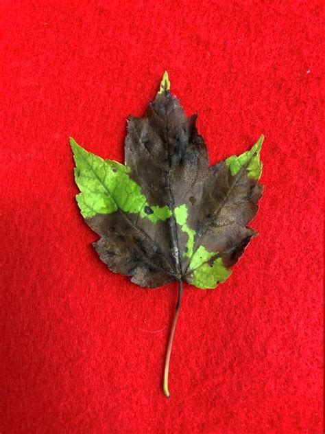 Image result for Maple Tree Leave CT