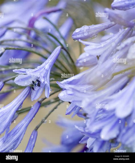 Agapanthus Lily of the Nile Stock Photo - Alamy