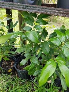 Trothic Dragon Tree Price in India - Buy Trothic Dragon Tree online at ...