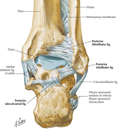 Foot Diagram 的图像结果