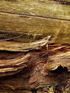 Download wallpaper 240x320 surfaces, wood, old, bark old mobile, cell ...