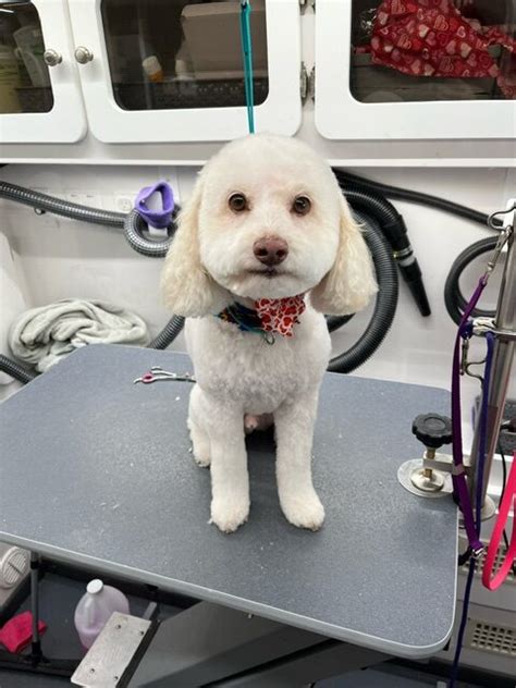 Gallery - Grooming By Jackie