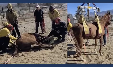Firefighters and Veterinarian Team Save 38-Year-Old Horse in Piñon ...