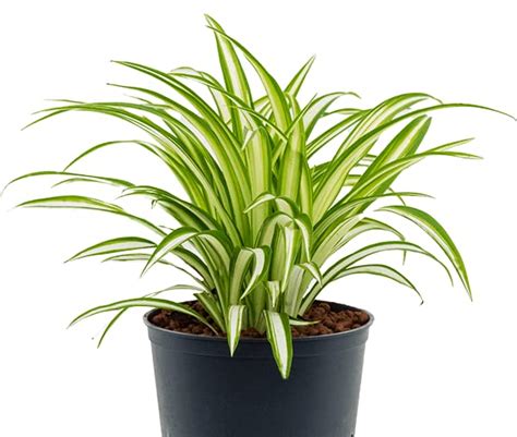 Garden Art Golden Pandanus Live Indoor Air Purifier(Pack of 1 Healthy ...
