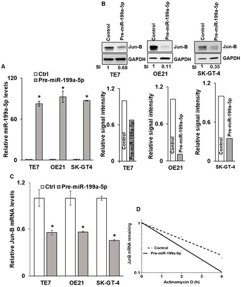 MiR-199a-5p Decreases Esophageal Cancer Cell Proliferation Partially ...