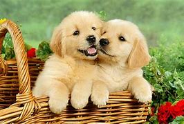 Image result for Cutest Puppy Ever Seen