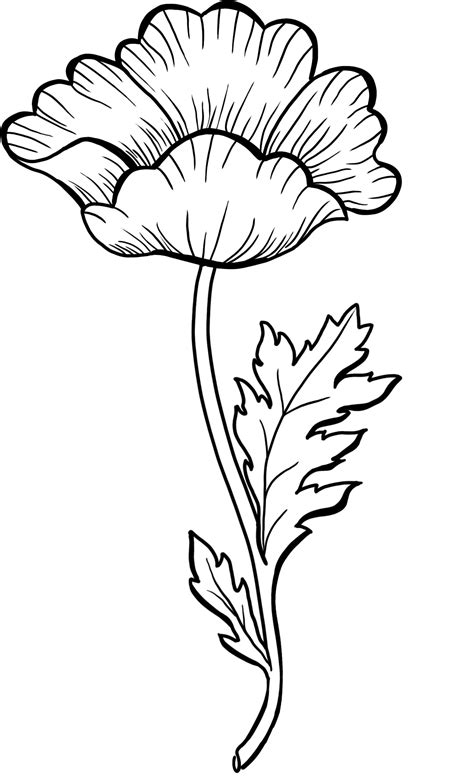 How to Draw 12 Flowers with Sarah Watts — Sarah Watts