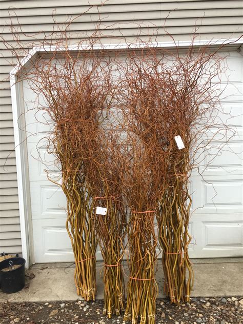 Red Curly Willow Branch Decor Ideas
