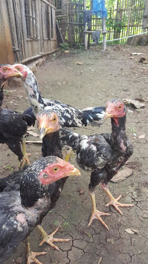 Native Chicken Breeds 的图像结果