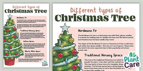 Different Types of Christmas Trees (teacher made) - Twinkl