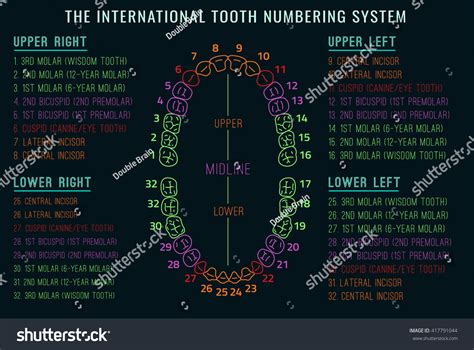 387 Teeth Chart Numbered Images, Stock Photos & Vectors | Shutterstock