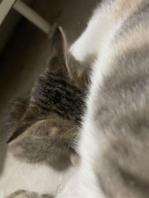 Airplane ears while feeding :’) : r/cats