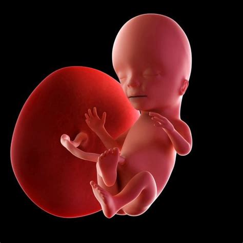 Foetus in der 14. Schwangerschaftswoche | Geschlecht | swissmom