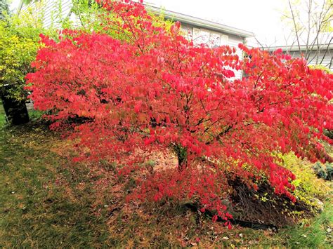 201110291308001 Winged Euonymus or Burning Bush (Euonymus alatus) with ...