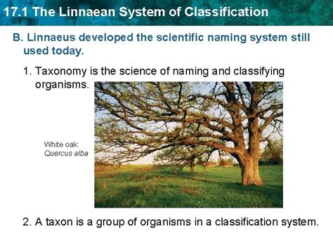 Image result for Linnaean Classification System