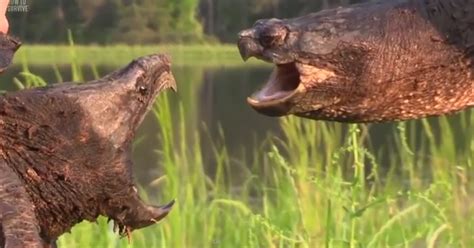 Image result for Common snapping turtle Snapping Turtle Bite
