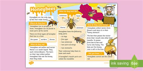 CBeebies Bees Fact File 的图像结果