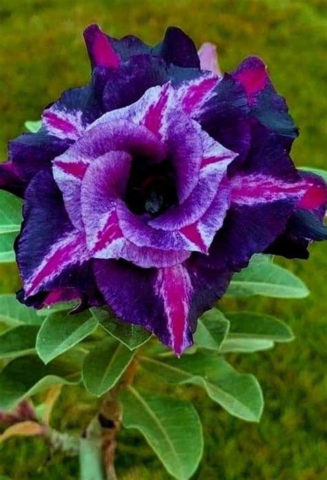Adenium Electric Purple | Best Price in 2024 at Plantparadise