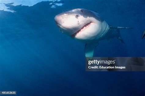 Image result for Huskell Programming Language