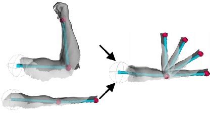 Image result for Mucscl Contraction Animation