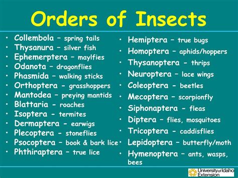 Insect Order Classification Chart 的图像结果