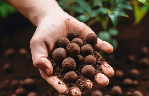 Seed Balls - Compost Mixed Moringa Seed Ball - Pack of 1000 Balls ...
