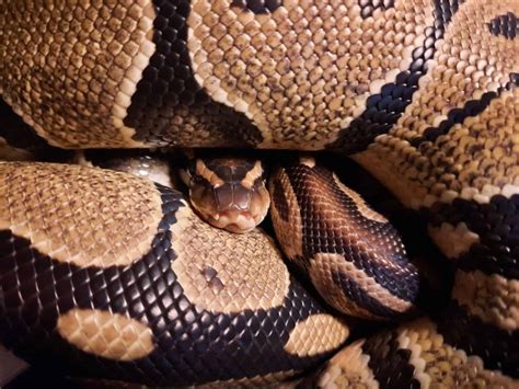 Image result for Ball Python Cuddling