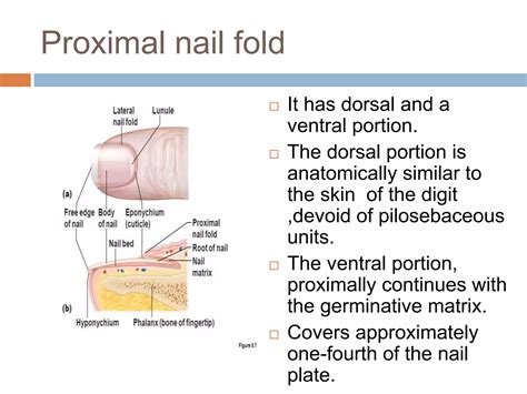 Nail anatomy and its disorders | PPTX