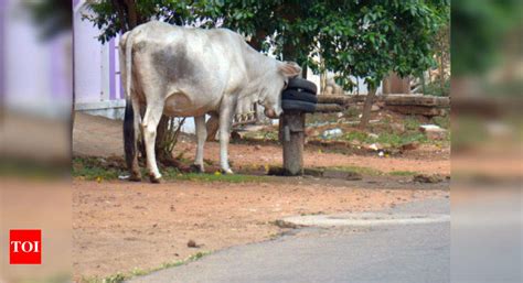 ID For Cows: Soon, Aadhaar-like ID for cattle | India News - Times of India
