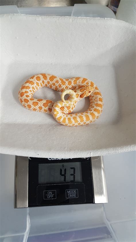 Lavender - Hognose Snake Traits - Morphpedia